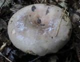 Lactarius argillaceifolius image