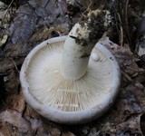 Lactarius argillaceifolius var. argillaceifolius image