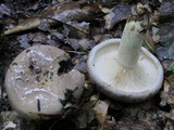 Lactarius argillaceifolius image