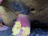 Boletus bicolor var. subreticulatus image