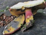 Boletus bicolor var. subreticulatus image