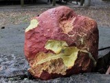 Boletus bicolor var. subreticulatus image