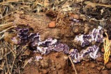 Trichaptum abietinum image