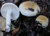 Hygrophorus tennesseensis image