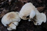 Hygrophorus tennesseensis image