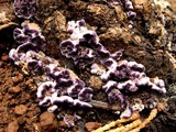 Trichaptum abietinum image
