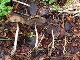 Psilocybe baeocystis image