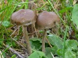 Psilocybe baeocystis image