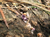 Trichaptum abietinum image