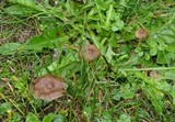 Psilocybe baeocystis image