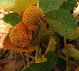 Gymnosporangium libocedri image