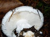 Amanita silvicola image