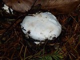 Amanita silvicola image