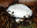 Amanita silvicola image