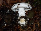 Amanita silvicola image