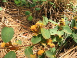 Gymnosporangium libocedri image