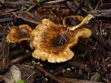 Hygrophoropsis aurantiaca image