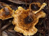 Hygrophoropsis aurantiaca image