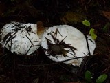 Amanita silvicola image