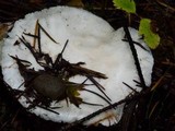 Amanita silvicola image