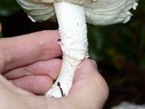 Amanita silvicola image