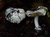 Amanita silvicola image