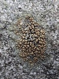 Lecanora muralis image