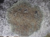 Lecanora muralis image