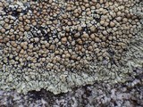 Lecanora muralis image