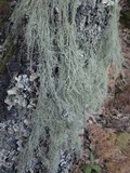 Usnea articulata image