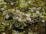 Cladonia pyxidata image