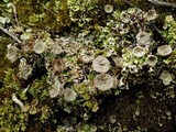 Cladonia pyxidata image