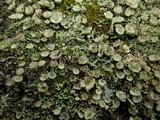Cladonia pyxidata image
