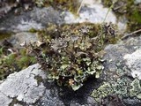Cladonia subcervicornis image