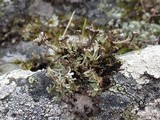 Cladonia subcervicornis image