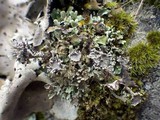 Cladonia subcervicornis image