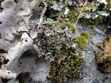 Cladonia subcervicornis image