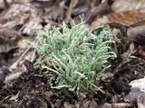 Cladonia coniocraea image
