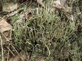 Cladonia polydactyla image