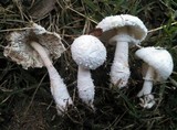 Leucocoprinus cretaceus image