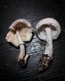 Leucocoprinus cretaceus image