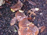 Suillus brevipes image