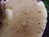 Suillus brevipes image