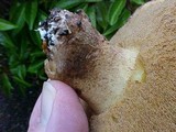 Suillus brevipes image
