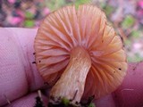 Laccaria tortilis image