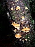Crepidotus roseus image