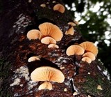 Crepidotus roseus image