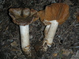 Cortinarius flavobasilis image