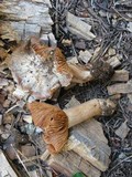 Cortinarius flavobasilis image