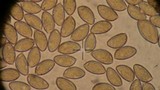 Hebeloma crustuliniforme image